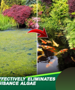 [PROMO 30% OFF] AlgaeAway™ Pond Purifier Agent