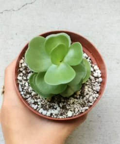 Last Day Promotion🔥 Petal Leaf Succulent---BUY 1 GET 1 FREE