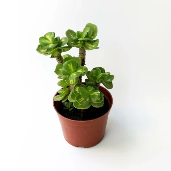 Last Day Promotion🔥 Petal Leaf Succulent---BUY 1 GET 1 FREE