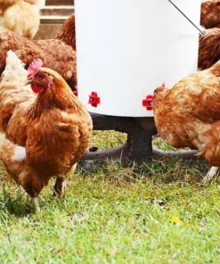 【BUY MORE SAVE MORE】Horizontal Side Mount Chicken Waterer