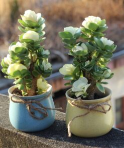 (💝Valentine's Day SALE NOW-48% OFF) Petal Leaf Succulent