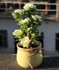 (💝Valentine's Day SALE NOW-48% OFF) Petal Leaf Succulent