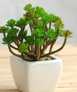 (💝Valentine's Day SALE NOW-48% OFF) Petal Leaf Succulent