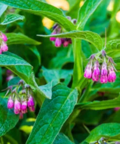 Lotmay™ Herbal Comfrey Patches